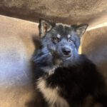 Pomsky Tokio, 09/2024, ca. 40 cm