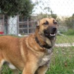 Mischling Torcal, 11/2021, ca. 62 cm