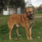 Mischling Torcal, 11/2021, ca. 62 cm