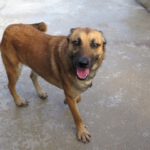 Mischling Torcal, 11/2021, ca. 62 cm