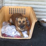 Mischling Torcal, 11/2021, ca. 62 cm