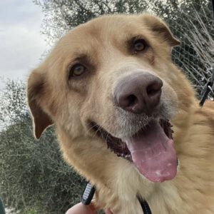 Mischling Urano, 05/2022, ca. 70 cm