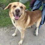 Mischling Urano, 05/2022, ca. 70 cm