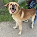 Mischling Urano, 05/2022, ca. 70 cm