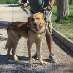 Mischling Urano, 05/2022, ca. 70 cm