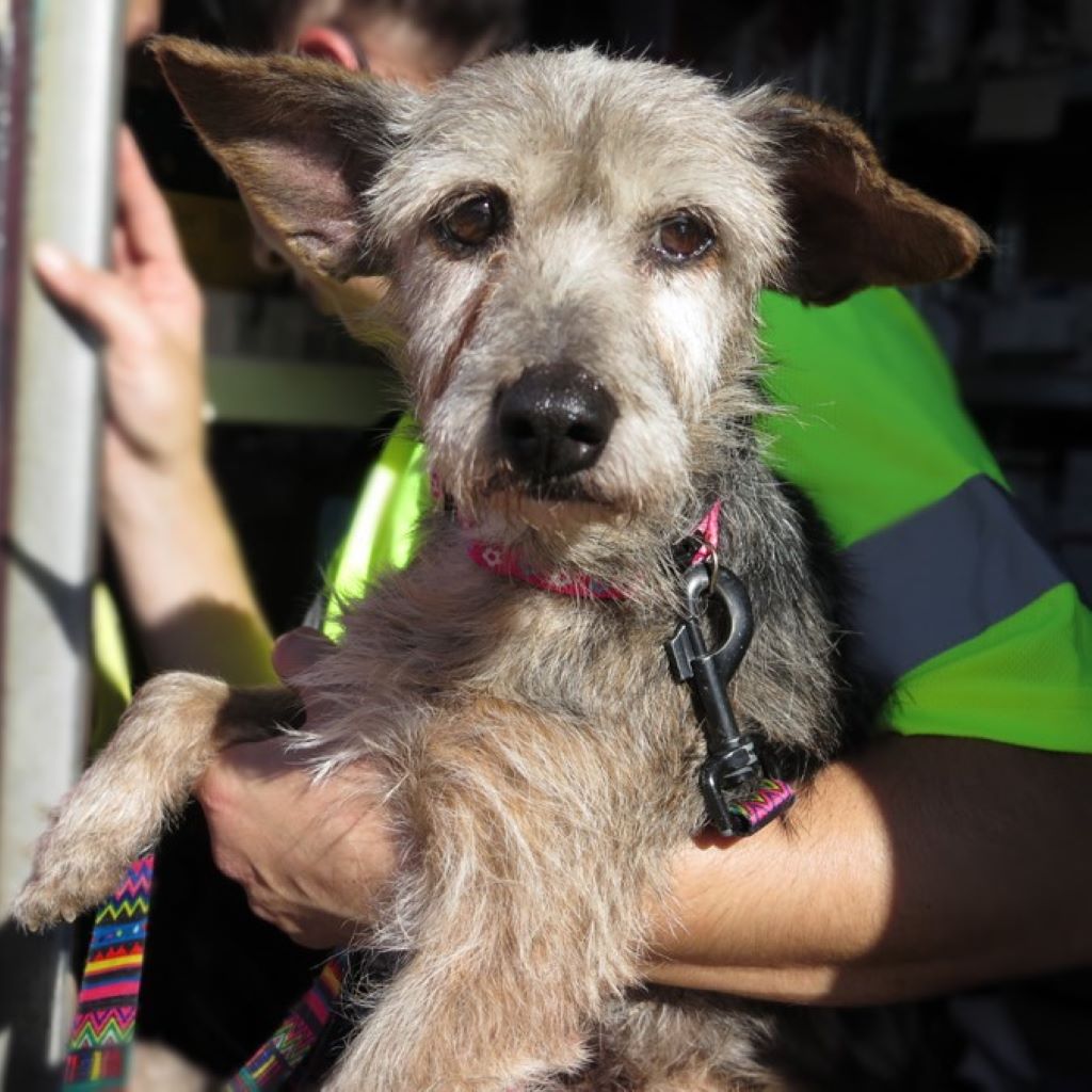 Mischling Valentina, 05/2017, ca. 35 cm