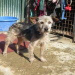 Mischling Valentina, 05/2017, ca. 35 cm