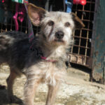 Mischling Valentina, 05/2017, ca. 35 cm