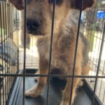 Mischling Valentina, 05/2017, ca. 35 cm