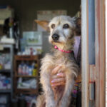 Mischling Valentina, 05/2017, ca. 35 cm