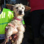 Mischling Valentina, 05/2017, ca. 35 cm