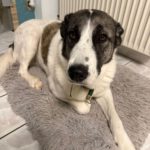Mastin Mischling Verity, 11/2020, ca. 65cm, 27478 Cuxhaven