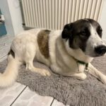 Mastin Mischling Verity, 11/2020, ca. 65cm, 27478 Cuxhaven