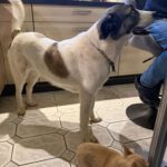 Mastin Mischling Verity, 11/2020, ca. 65cm, 27478 Cuxhaven