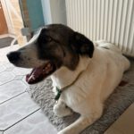 Mastin Mischling Verity, 11/2020, ca. 65cm, 27478 Cuxhaven