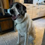 Mastin Mischling Verity, 11/2020, ca. 65cm, 27478 Cuxhaven