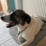 Mastin Mischling Verity, 11/2020, ca. 65cm, 27478 Cuxhaven