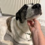 Mastin Mischling Verity, 11/2020, ca. 65cm, 27478 Cuxhaven