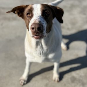 Mischling Wave, 12/2018, ca. 65 cm