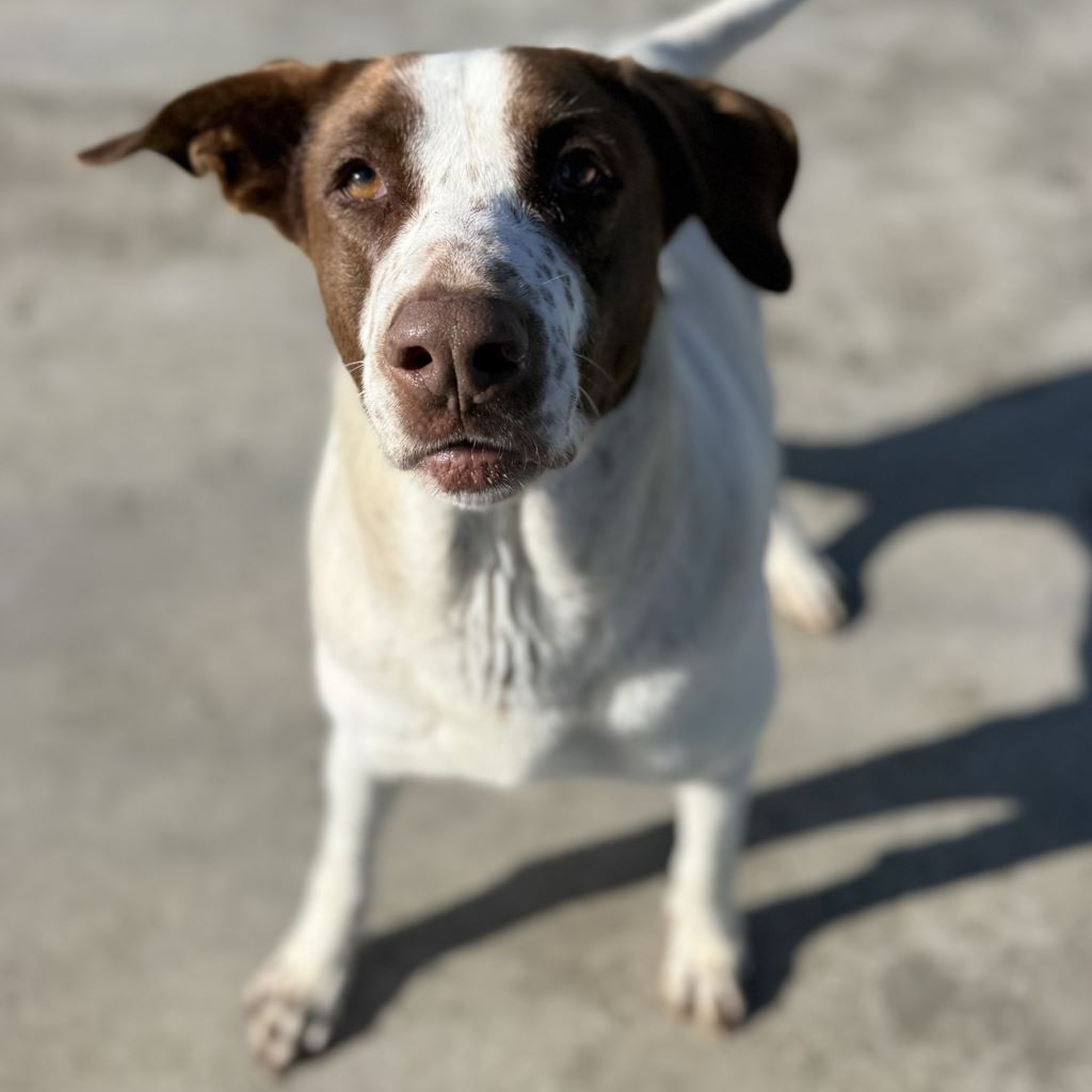 Mischling Wave, 12/2018, ca. 65 cm