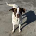 Mischling Wave, 12/2018, ca. 65 cm