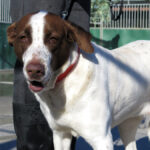 Mischling Wave, 12/2018, ca. 65 cm