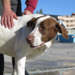 Mischling Wave, 12/2018, ca. 65 cm