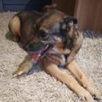 Schäferhund Mischling Zaf, 06/2013, 60 cm, 12351 Berlin