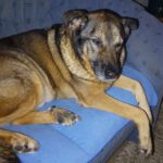 Schäferhund Mischling Zaf, 06/2013, 60 cm, 12351 Berlin