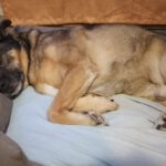 Schäferhund Mischling Zaf, 06/2013, 60 cm, 12351 Berlin