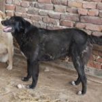 Mischling Zoi, 09/2016, ca. 50 cm