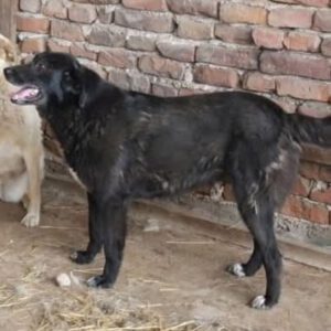 Mischling Zoi, 09/2016, ca. 50 cm