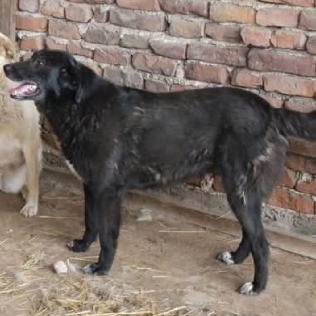 Mischling Zoi, 09/2016, ca. 50 cm