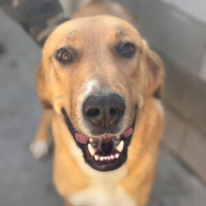 Mastin Mischling Zola, 12/2023, ca. 65 cm