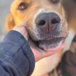 Mastin Mischling Zola, 12/2023, ca. 65 cm