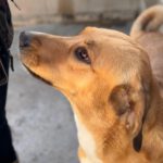 Mastin Mischling Zola, 12/2023, ca. 65 cm