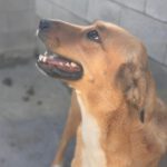 Mastin Mischling Zola, 12/2023, ca. 65 cm