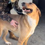 Mastin Mischling Zola, 12/2023, ca. 65 cm