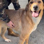 Mastin Mischling Zola, 12/2023, ca. 65 cm