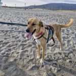 Mastin Mischling Zola, 12/2023, ca. 65 cm