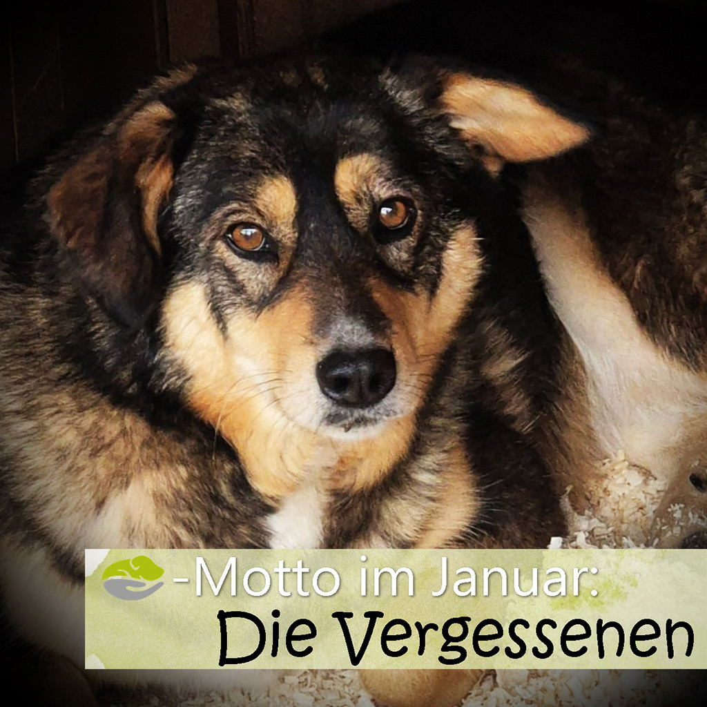 SALVA Motto im Januar 2026: Die Vergessenen