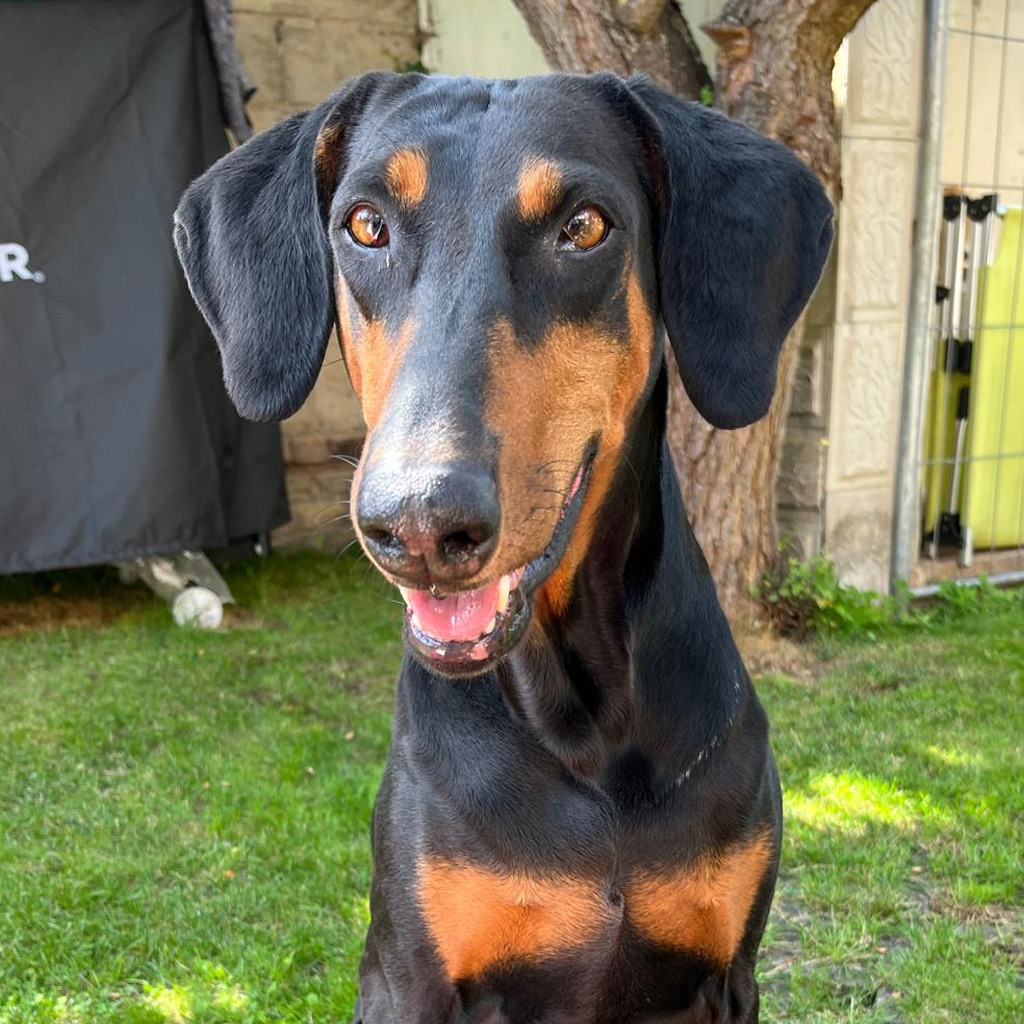 Regenbogenbrücke Lea