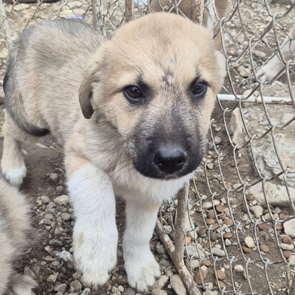 Mischling Aslan, 10/2025, Endgröße ca. 50-55 cm