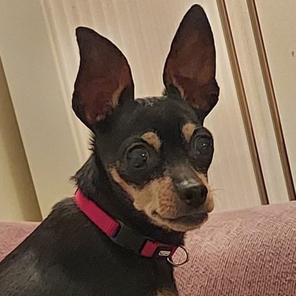 Zwergpinscher China, 12/2012, ca. 23 cm, 48161 Münster