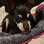 Zwergpinscher China, 12/2012, ca. 23 cm, 48161 Münster