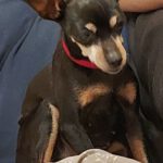 Zwergpinscher China, 12/2012, ca. 23 cm, 48161 Münster