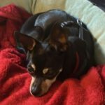 Zwergpinscher China, 12/2012, ca. 23 cm, 48161 Münster