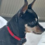 Zwergpinscher China, 12/2012, ca. 23 cm, 48161 Münster