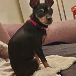 Zwergpinscher China, 12/2012, ca. 23 cm, 48161 Münster