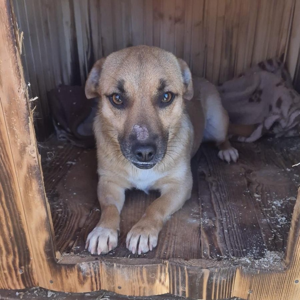 Mischling Elfe, 12/2023, ca. 35 cm